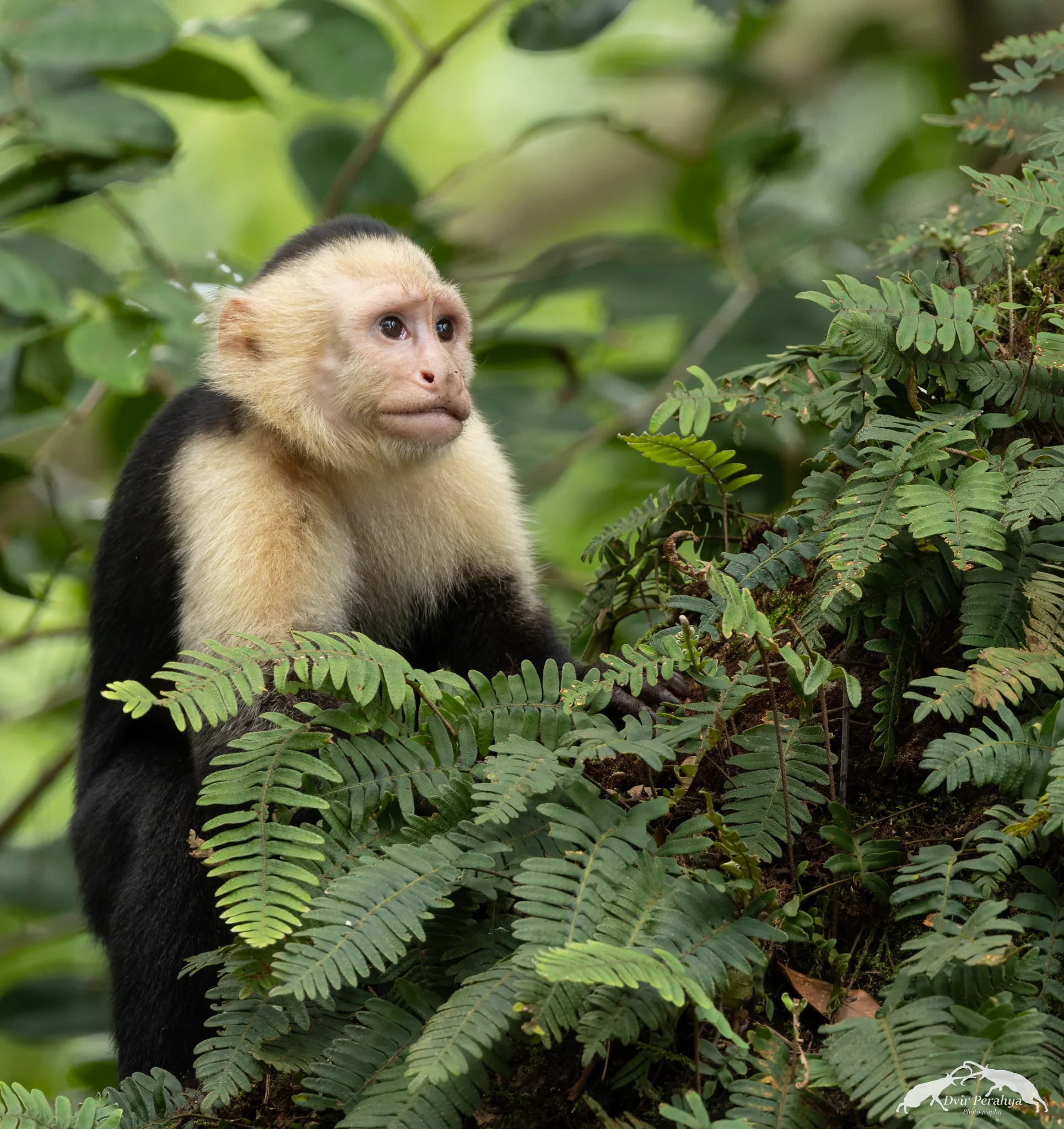 Capuchin monkey, Monteverde